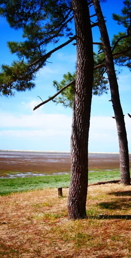 côte sauvage ronce les bains